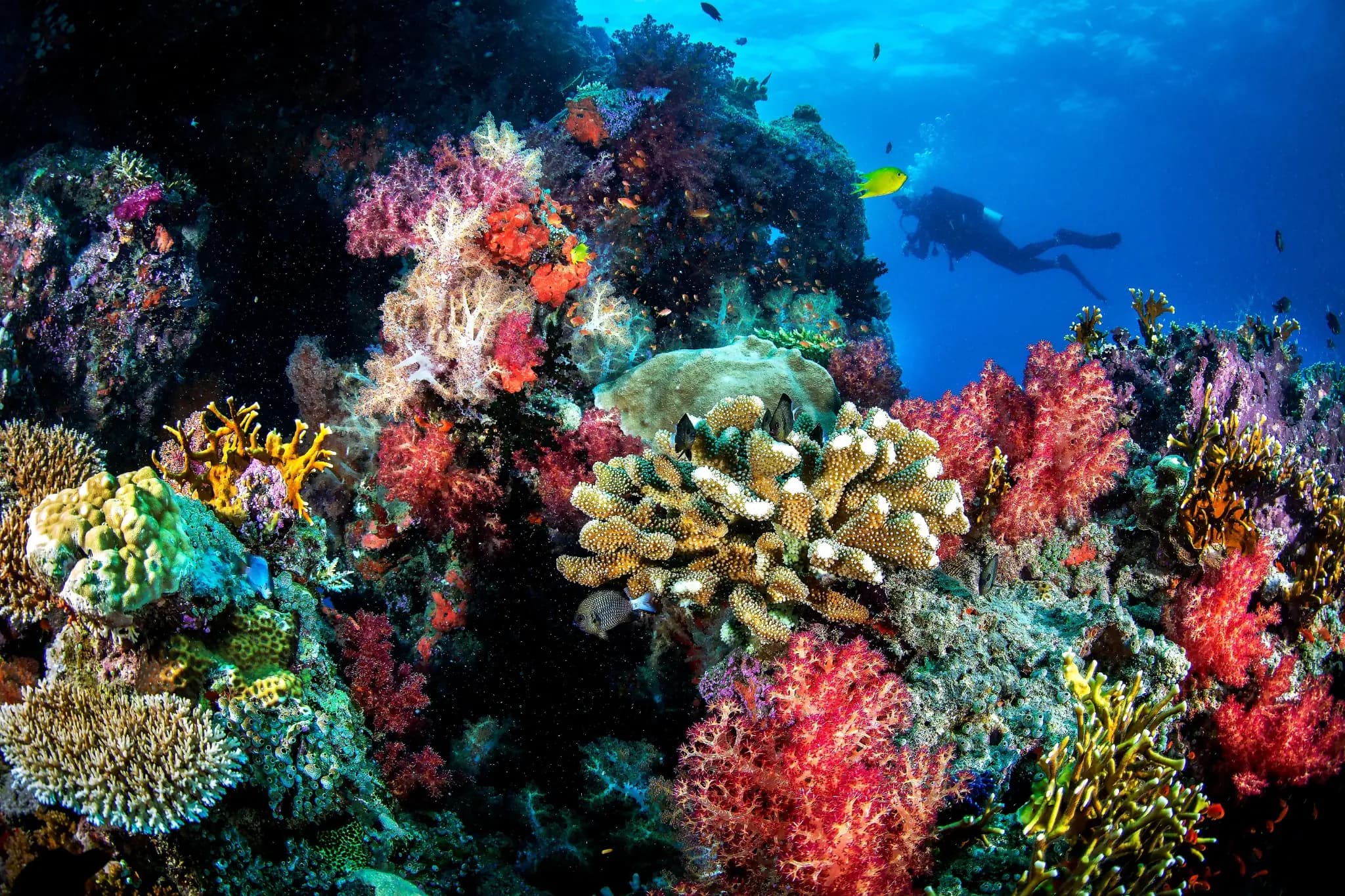 Vibrant coral reef colours — the ocean's living palette