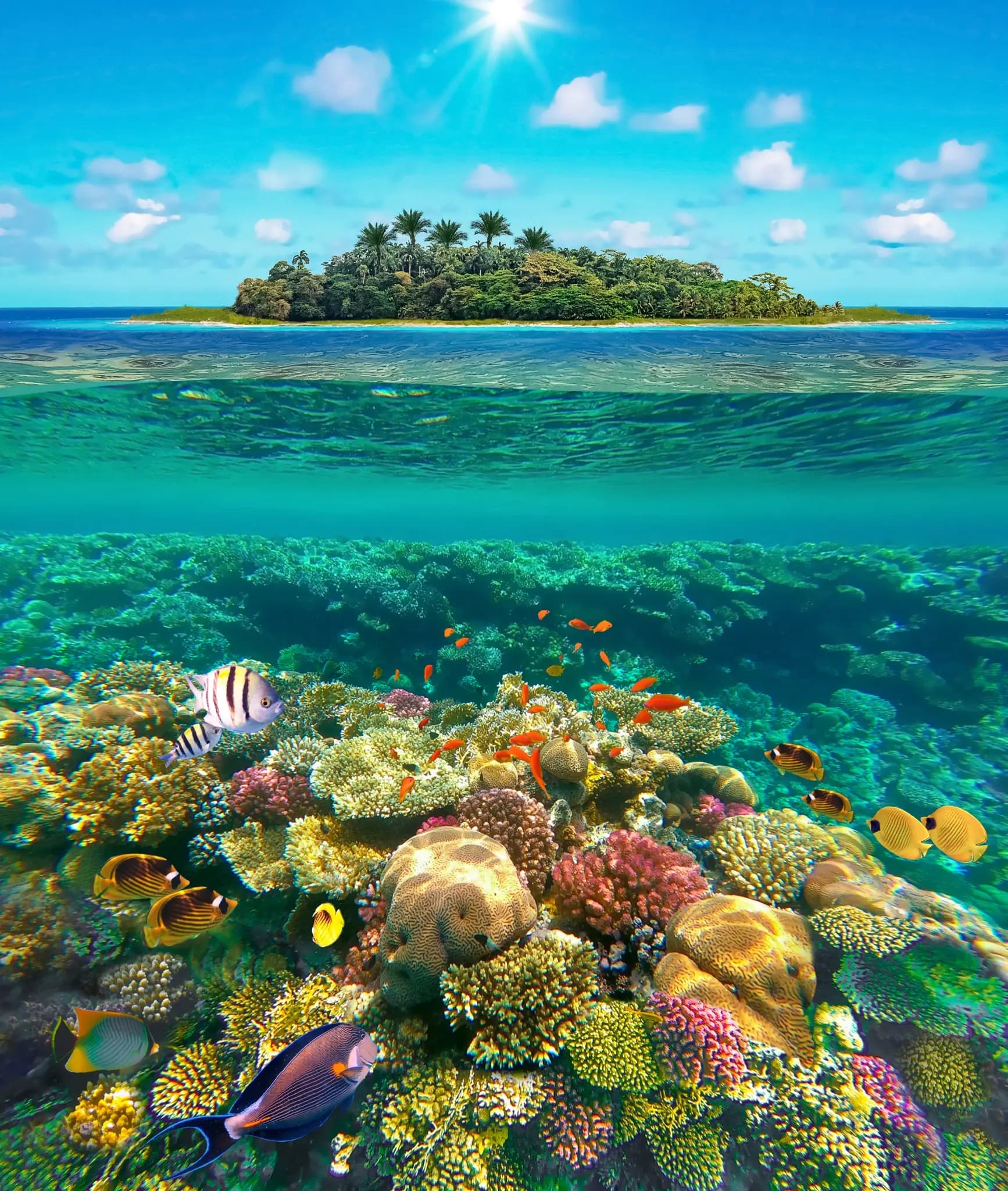 Above and below the waterline — island paradise above, coral garden below