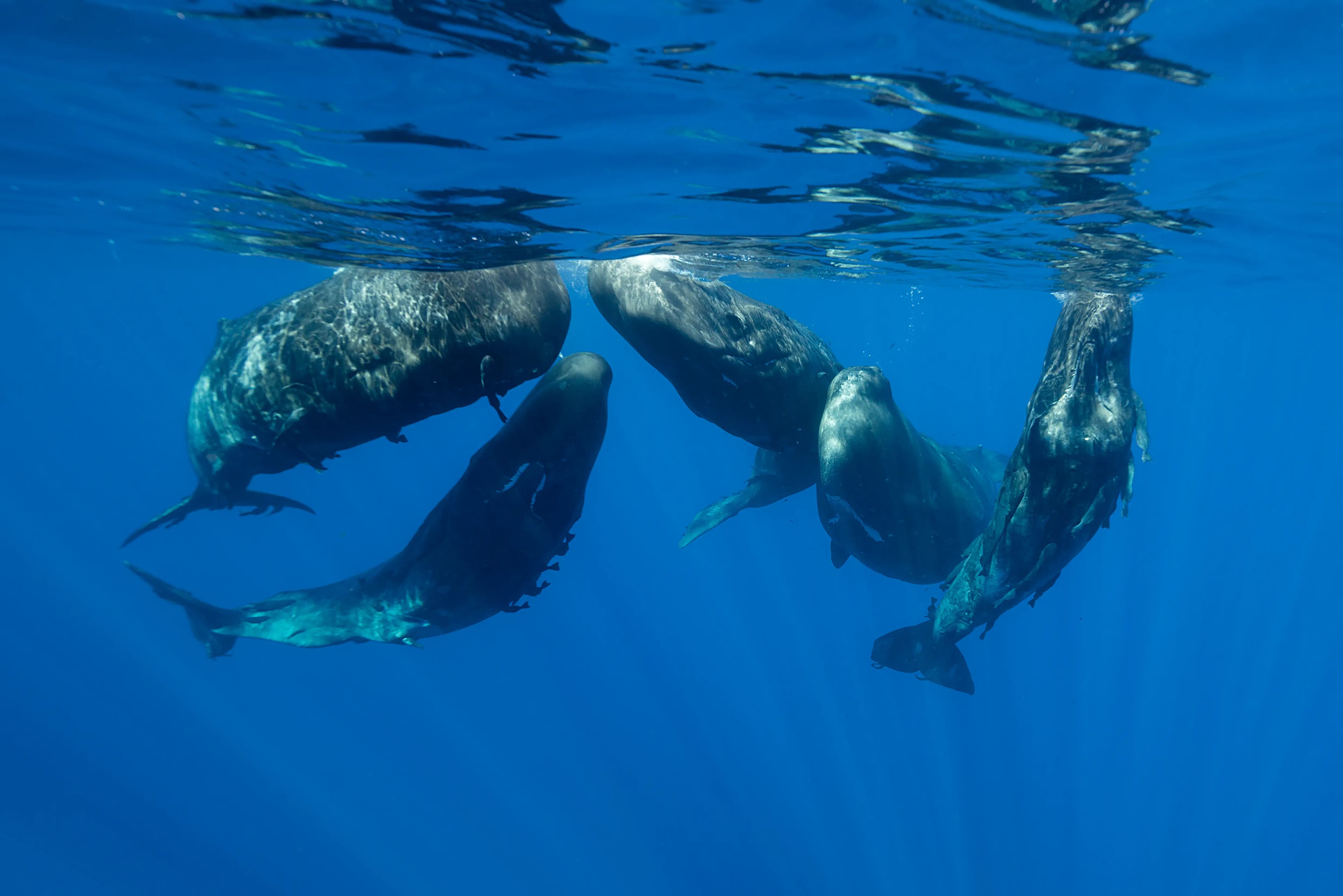 Sperm whale — the ocean's most complex society