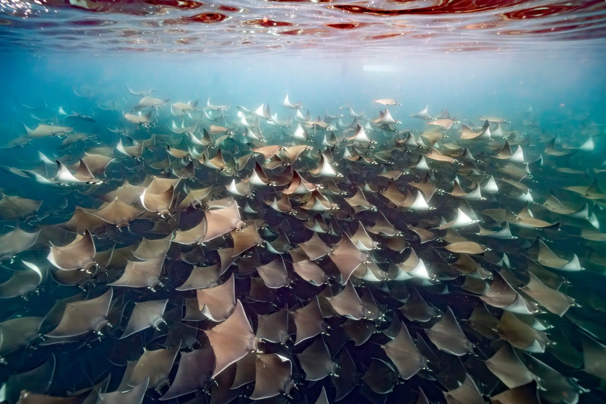 Delightful Oceans — Explore the World Beneath the Waves